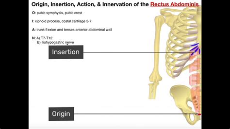 Origin Insertion Action And Innervation Of Muscles