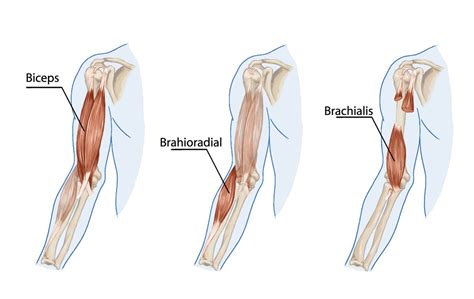Origin Of Brachilais