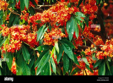 Original Ashoka Tree