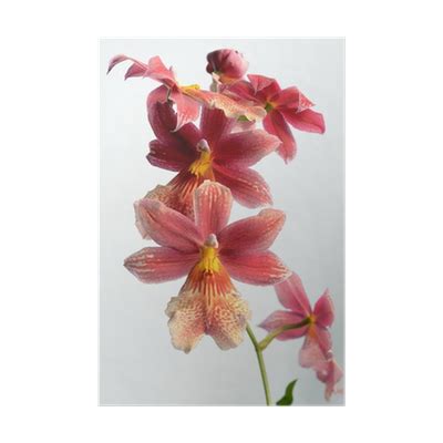 orkide blommar juni juli