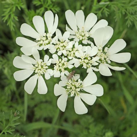 orlaya grandiflora hur man