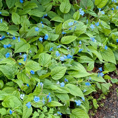 ormöga samplantering