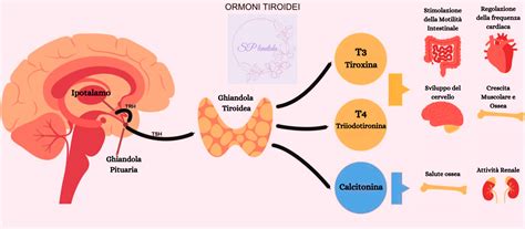 ormoni tiroidei e menopausa