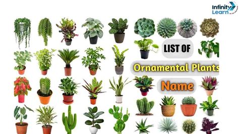 Ornamental Plants