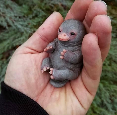 Ornitorrinco Bebe