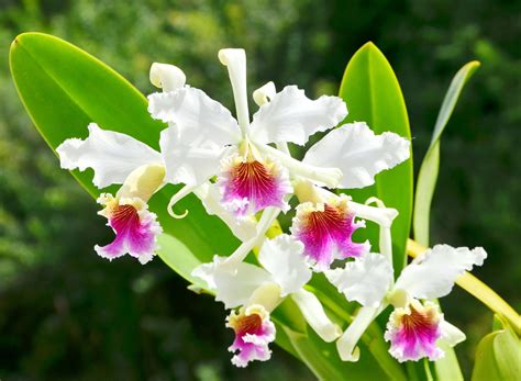 orquídeas - rigidez cognitiva