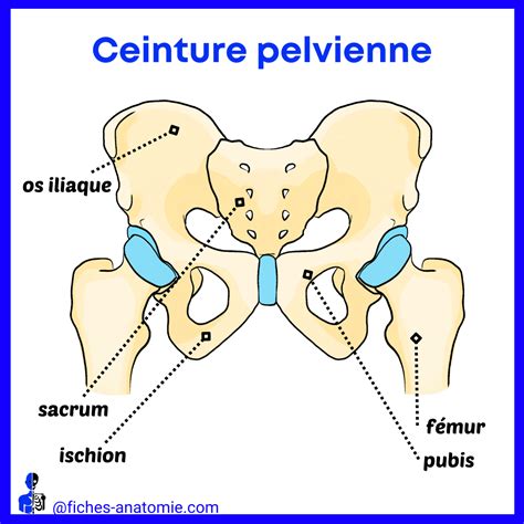 Os Du Pelvis