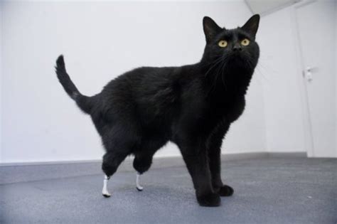 Oscar The Bionic Cat A Heart Warming Tale Of Feli