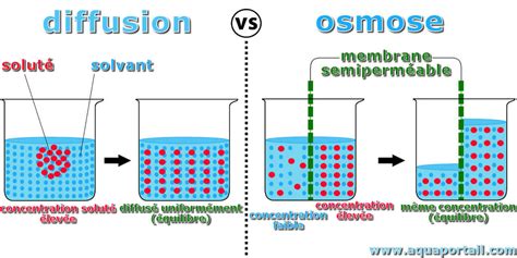 Osmose Und Diffusion
