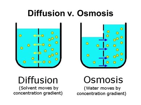 Osmosis Definition And Examples Biology Dictionary Osmosis Science - Osmosis Science