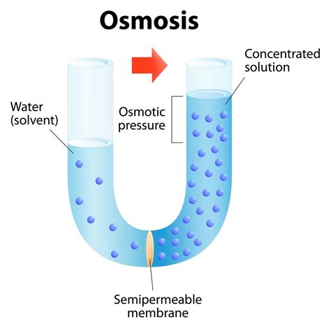 Osmosis Definition Process Examples Sciencing Osmosis Science - Osmosis Science