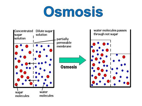 Osmosis Transport In Cells Aqa Gcse Combined Science Osmosis Science - Osmosis Science