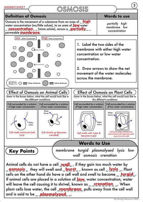 Osmosis Worksheet Answers Back Askworksheet The Biology Of Osmosis Jones Worksheet - The Biology Of Osmosis Jones Worksheet