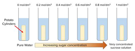 Download Osmosis Potato Experiment Sucrose Solution Results Table 