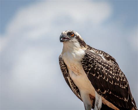 osprey florida