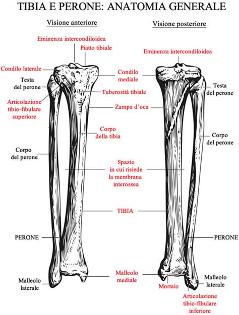 Ossa Della Gamba