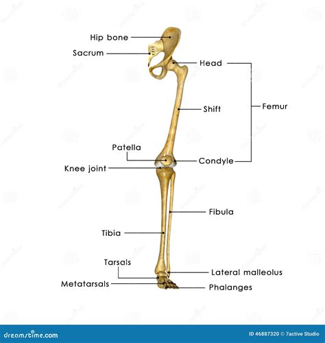 Ossa Delle Gambe