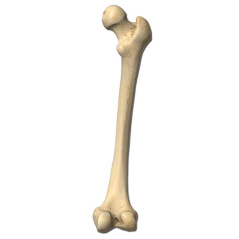 osso