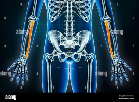 Osso Da Ulna