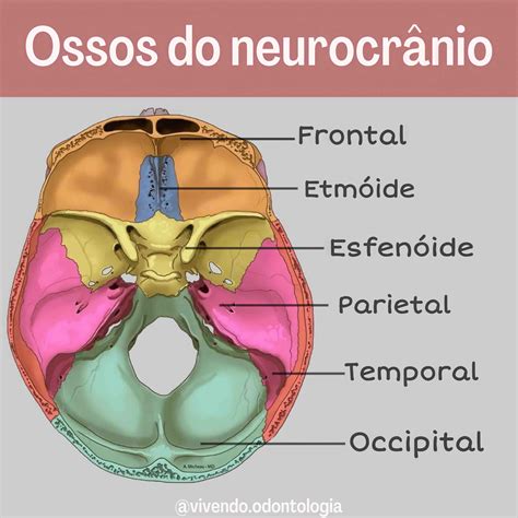 Osso Do Viscerocrânio