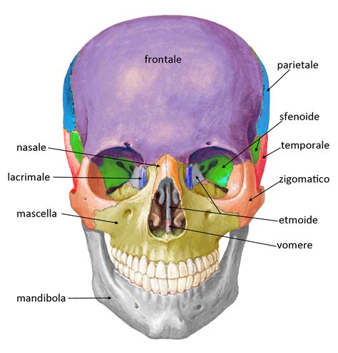 Ossos Cranio E Face