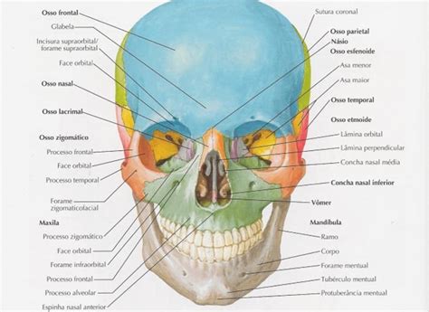 Ossos Da Face Anatomia