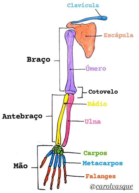 Ossos Membro Superior