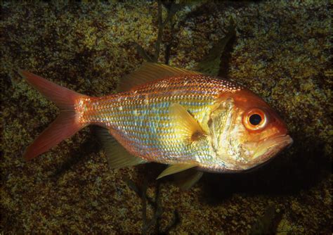 Osteichthyes Animals