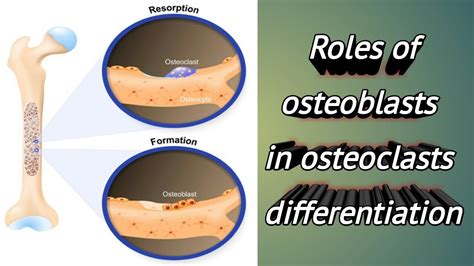 osteoblastik adalah