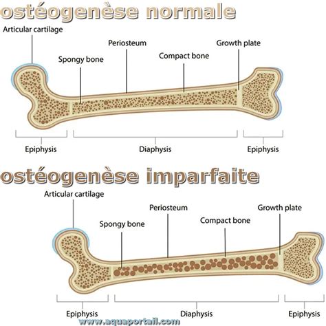osteogenese - guanabara fortaleza