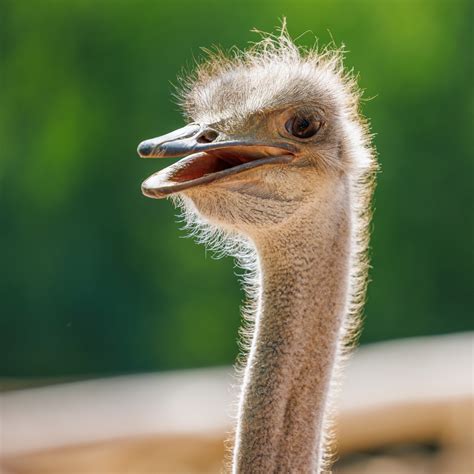 ostrich | Ostrich Facts for Kids Twinkl Homework Help