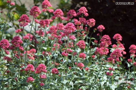 ostrogowiec czerwony coccineus