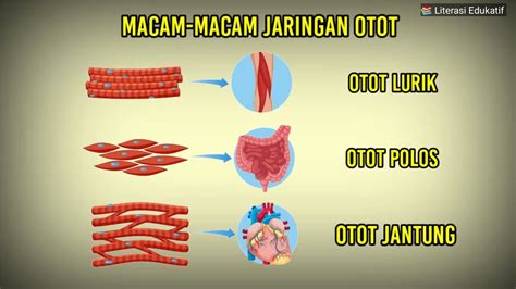 otot polos lurik dan jantung