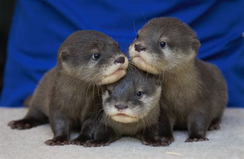 otter | What is an Otter Otter Facts for