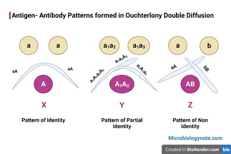 Ouchterlony Double Diffusion