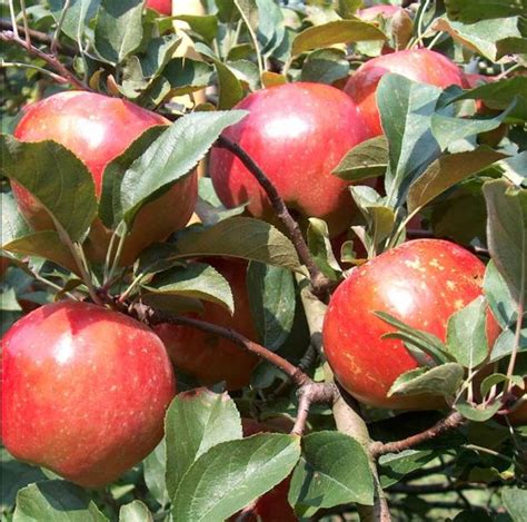 Our Apple Tree