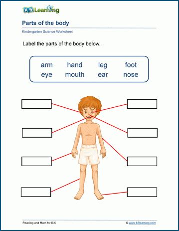 Our Body Worksheets K5 Learning Human Body Parts Worksheet - Human Body Parts Worksheet