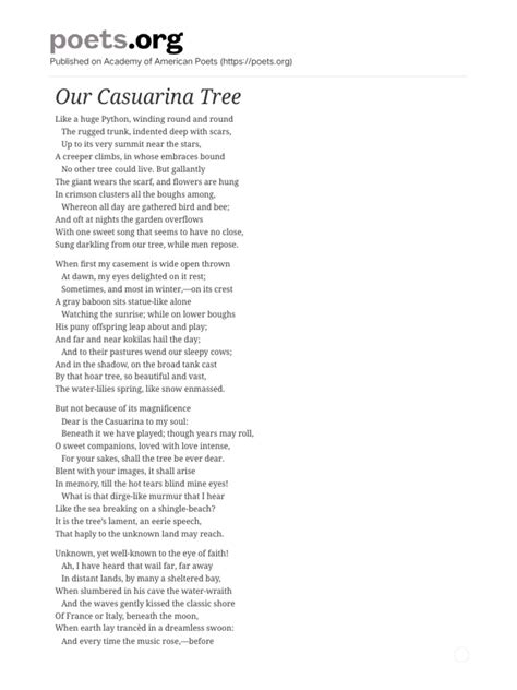 Our Casuarina Tree