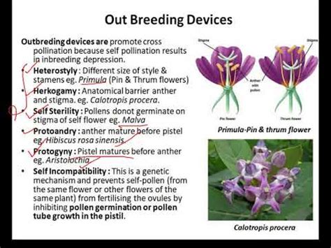 Outbreeding Devices In Plants Class 12