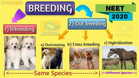 outbreeding in animals ppt