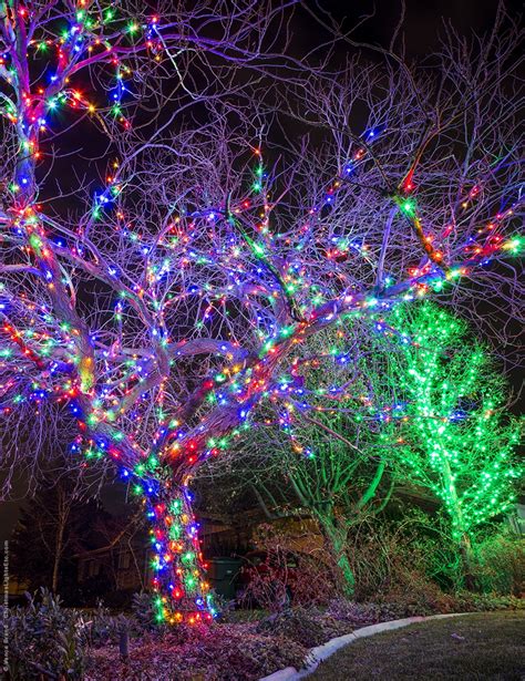 Outdoor Tree Covered In Lights