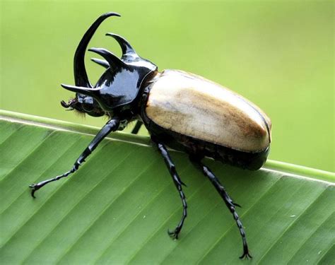 Outstandingly Interesting Facts About Rhinoceros Beetles Rhinoceros Beetle Life Cycle - Rhinoceros Beetle Life Cycle