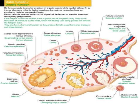 ovarios anatomia y fisiologia pdf