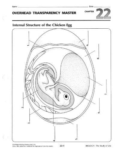 Overhead Transparency Master Structure Human Heart Answers