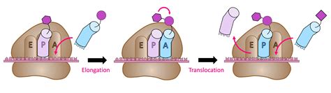 overseer translation