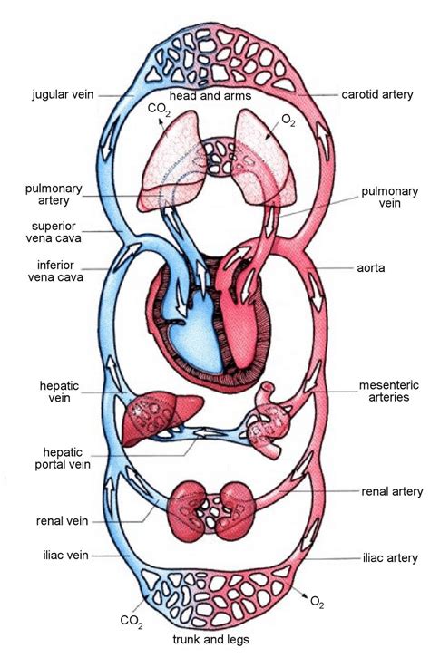 Overview Of The Circulatory System Worksheet Answers