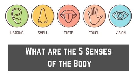 Overview Of The Five Senses Thoughtco 5 Senses Science - 5 Senses Science