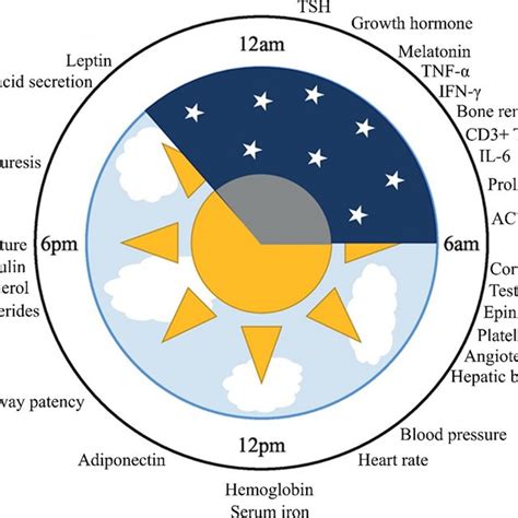 Read Online Overview Of Circadian Rhythms 