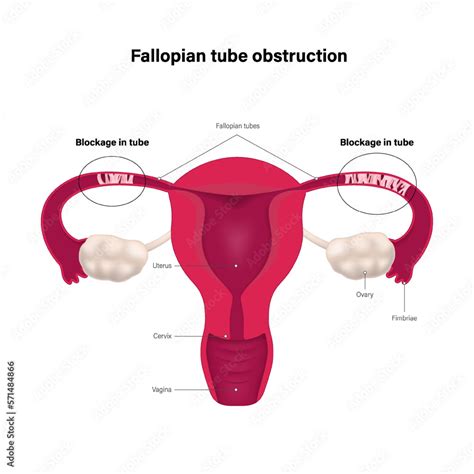 oviduct - Wiktionary