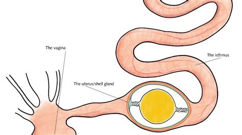 oviposition porn